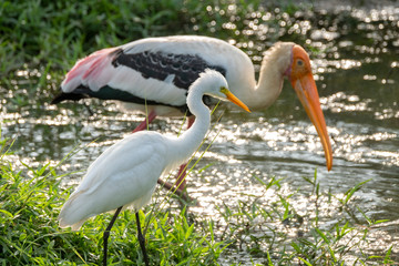 Fototapeta premium Painted Stork (Mycteria leucocephala) and Great Egret (Ardea alba), Udawalawe National Park, Sri Lanka