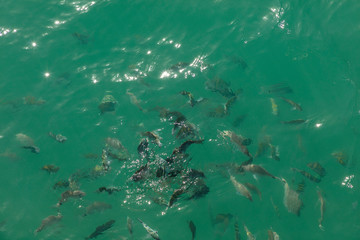 Fish in Blue Lagoon in Ilha Grande, Angra dos Reis Bay of the state Rio de Janeiro, Brazil