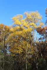 FALL TREES - VARIOUS COLORS, VARIOUS CLOSE UPS AND VARIOUS VISTAS