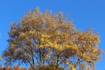 FALL TREES - VARIOUS COLORS, VARIOUS CLOSE UPS AND VARIOUS VISTAS