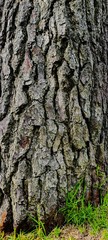 bark of a tree