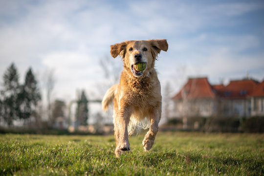 dog in the field