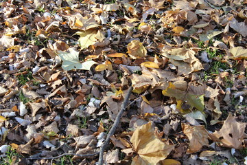 FALL TREES - VARIOUS COLORS, VARIOUS CLOSE UPS AND VARIOUS VISTAS
