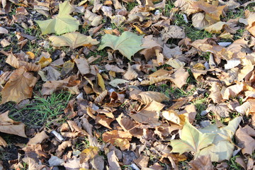 FALL TREES - VARIOUS COLORS, VARIOUS CLOSE UPS AND VARIOUS VISTAS