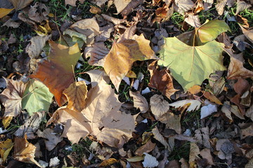 FALL TREES - VARIOUS COLORS, VARIOUS CLOSE UPS AND VARIOUS VISTAS
