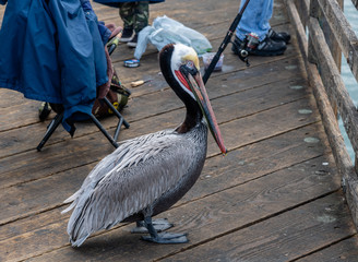 Closeup of an adult Pacific brown pelican in Oceanside, Southern California, trying to steal the...