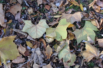 FALL TREES - VARIOUS COLORS, VARIOUS CLOSE UPS AND VARIOUS VISTAS