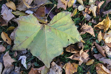 FALL TREES - VARIOUS COLORS, VARIOUS CLOSE UPS AND VARIOUS VISTAS