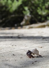 Cangrejo ermitaño de san andres