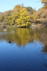 VARIOUS FALL TREES, ON WATER, WITH WATERFOWL AND WITH SKY