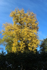 VARIOUS FALL TREES, ON WATER, WITH WATERFOWL AND WITH SKY