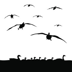 Vector silhouettes of canadian geese. © LUGOSTOCK