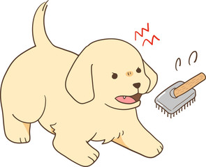 ゴールデンレトリバーの子犬（ブラッシングを嫌がる）