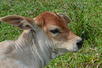 Baby cow staring into the horizon