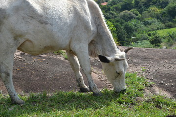 White cow feeding from the grass