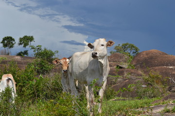 Obraz premium White cow enjoying some sunlight