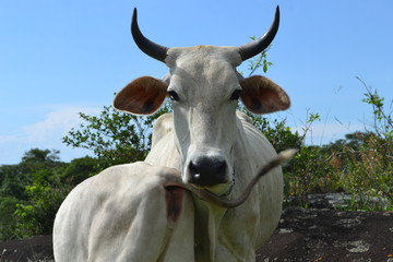 Momma cow guarding her baby 