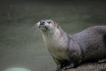 Obraz premium Smiling river otter