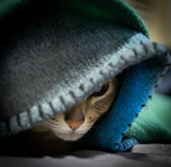 Purebred Blue Abyssinian peeking out from under blanket