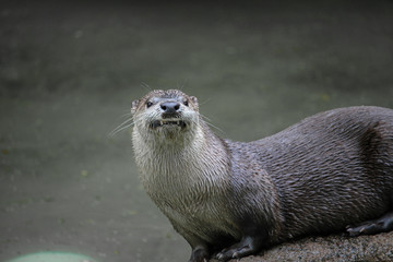 River otter smiling
