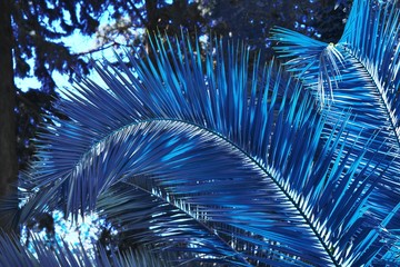 Palm leaf dark toned in classic blue 2020 year color. Tropical jungle palm tree branch foliage. Floral pattern summer background. Nature spring season concept Abstract art luxury decor texture closeup