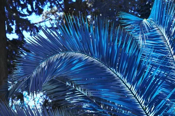 Palmblatt dunkel getönt in klassischer blauer 2020-Jahresfarbe. Tropisches Dschungelpalmenzweiglaub. Blumenmuster Sommer Hintergrund. Natur Frühlingssaison Konzept Abstrakte Kunst Luxusdekor Textur Nahaufnahme © raisondtre