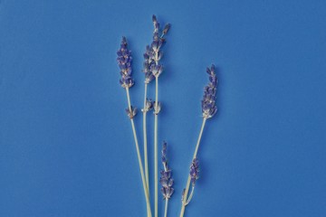 Blumenstrauß aus violetten Lavendelblüten, die auf dem Hintergrundkonzept des Tisches angeordnet sind. Trockenblumen-Blumenzusammensetzung isolierte Spa-Hautpflege. Klassisches blaues Pantone-Farbjahr 2020 Draufsicht flach liegend Mock-up-Kopienraum © raisondtre