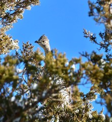Grouse in a tree