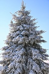 snow covered fir tree
