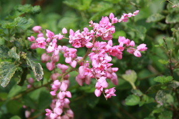 pink flowers in garden