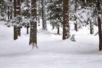 Snowy pine trees on a winter landscape