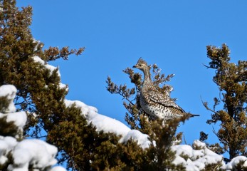 Grouse on branch