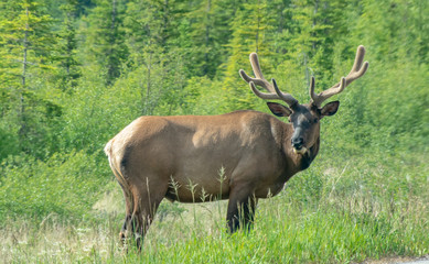 Majestic elk