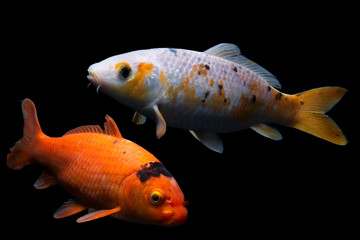 beautiful crap fish isolated on black background 