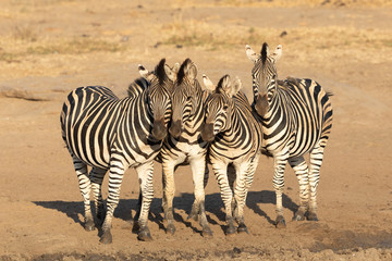 Fototapeta na wymiar Four Zebra herd, Kruger Park safari, South Africa