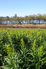 Fototapeta na wymiar 冬に咲き始めた背高泡立草と江戸川河川敷風景