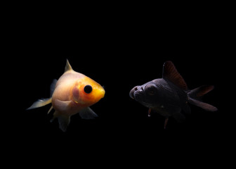 Beauty Goldfish Carasius auratus isolated on black background
