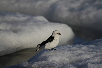 Closeup of male snow bunting (Plectrophenax nivalis) perching on the edge of snow, found near Arviat Nunavut