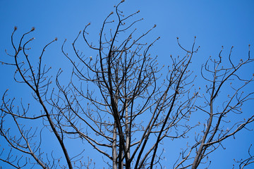 tree cup without leaves with blue sky background