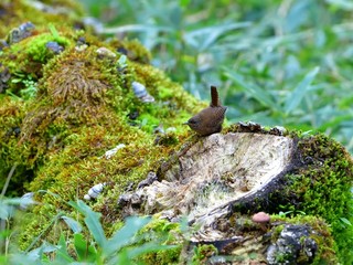苔むしたお立ち台でくつろぐミソサザイ