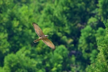 グリーンバックに飛ぶサシバ