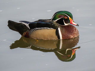 Wood Duck 1