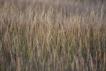 swamp grass