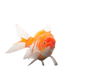 Fototapeta premium fish Gold koi fish isolated on white background