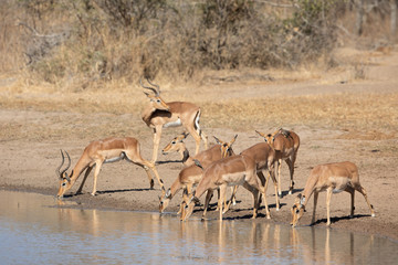 Obraz na płótnie Canvas Herd of Impala, Kruger Park, South Africa