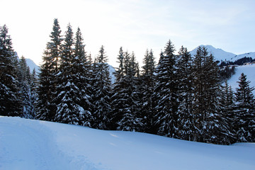 Fototapeta na wymiar Winter Pine Forest at the Mountains with Snow at Sunset