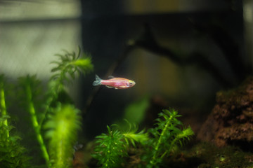 A Colorful Neon Pink Tropical Fish in an Mossy Aquarium
