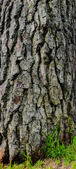 bark of a tree