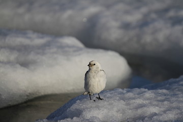 Male snow bunting (Plectrophenax nivalis) perching on the edge of snow, found near Arviat Nunavut