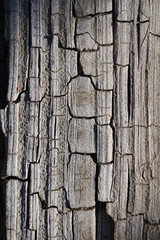 old wood texture